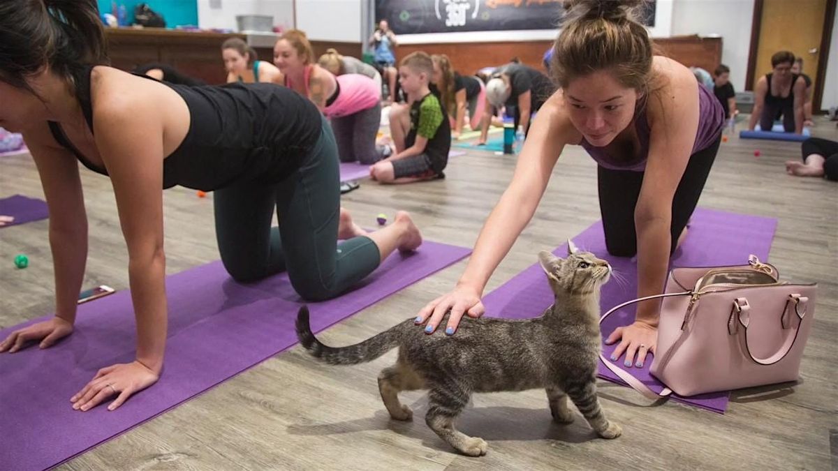 Adopt a Kitten Yoga