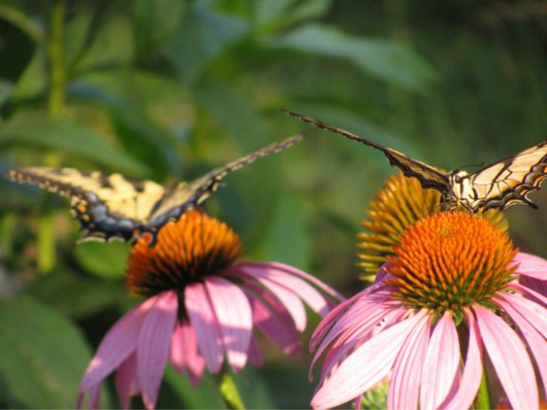 June Habitat Garden Group: Native Pollinators