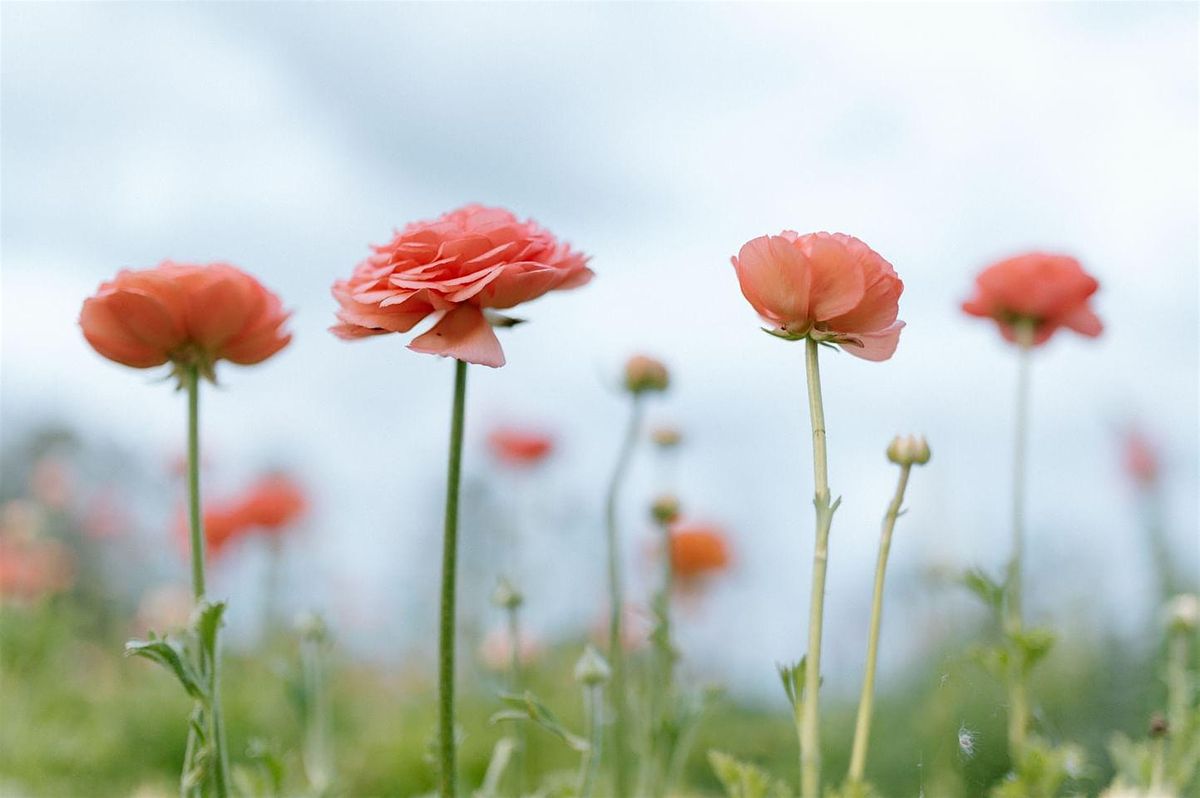 Growing Ranunculus and Spring Cut Flowers Workshop