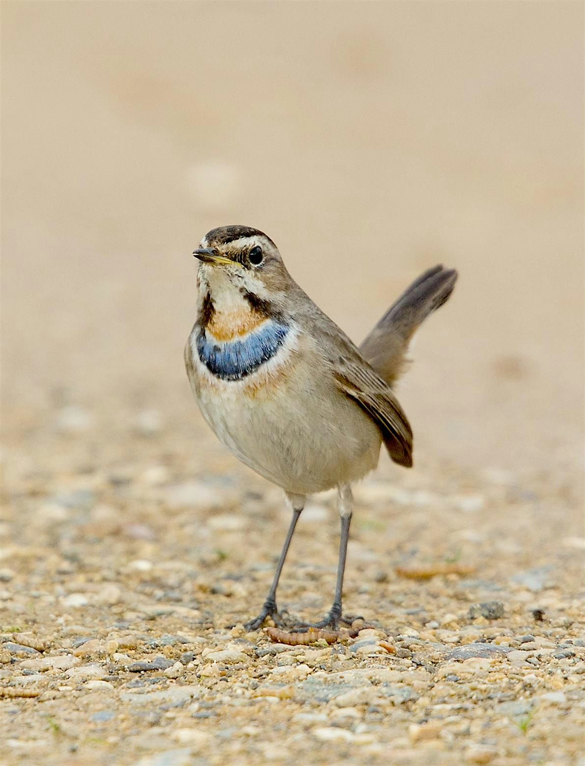 How the birds came to Cley with Carl Chapman