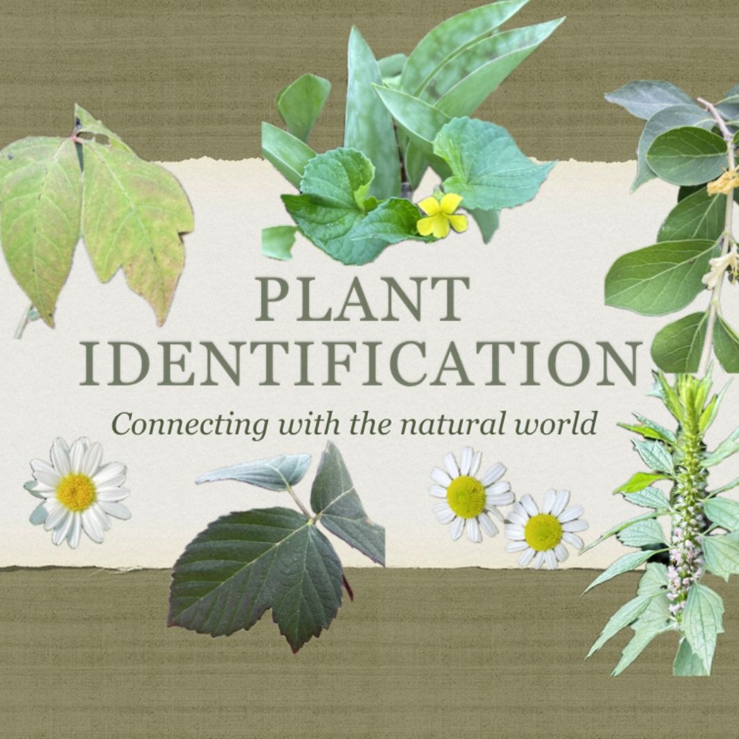 Plant Identification Workshop