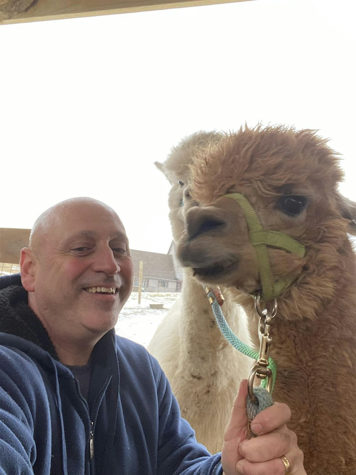 Alpaca Days at Shady Pines