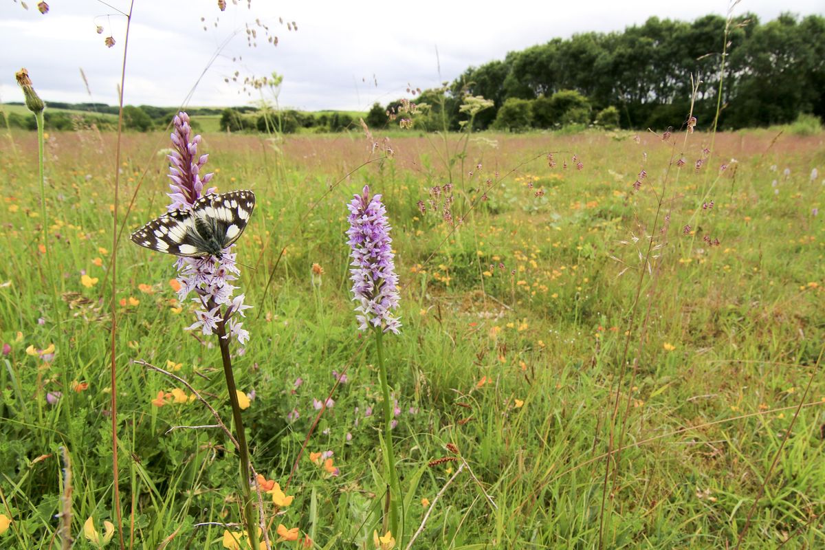 how-to-manage-grassland-for-wildlife-stockwood-open-space-what-3