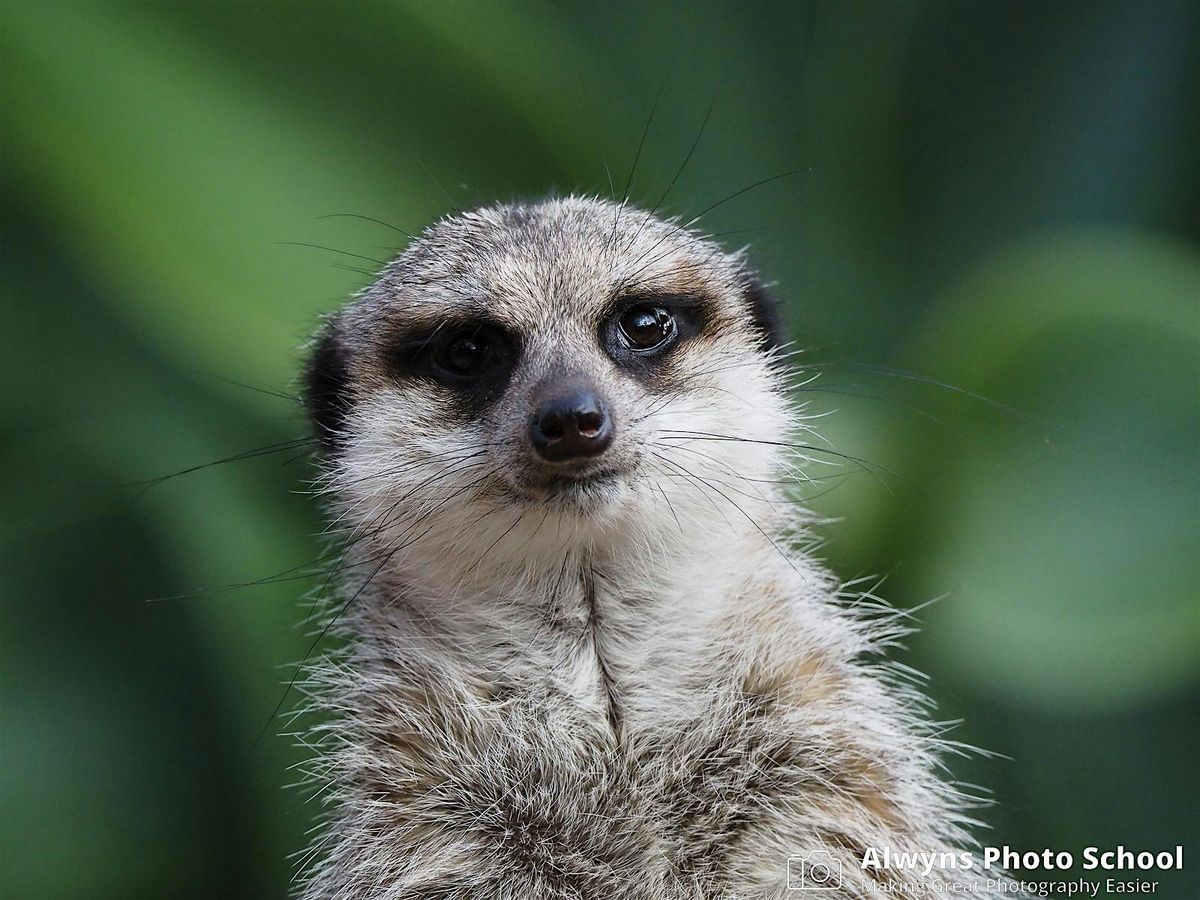 Melbourne Zoo Wildlife Photography Course-Wildlife Photography Course