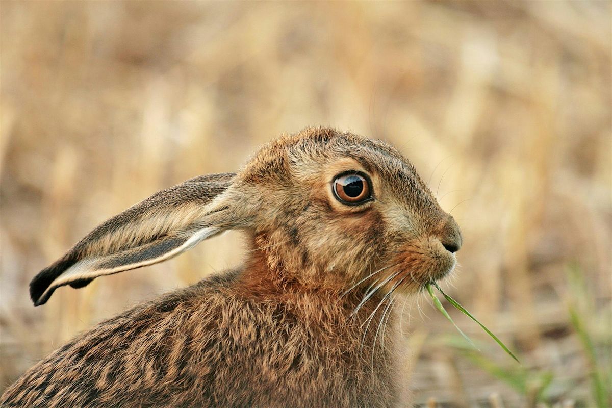 Introduction to Wildlife Photography (  2806 fox)