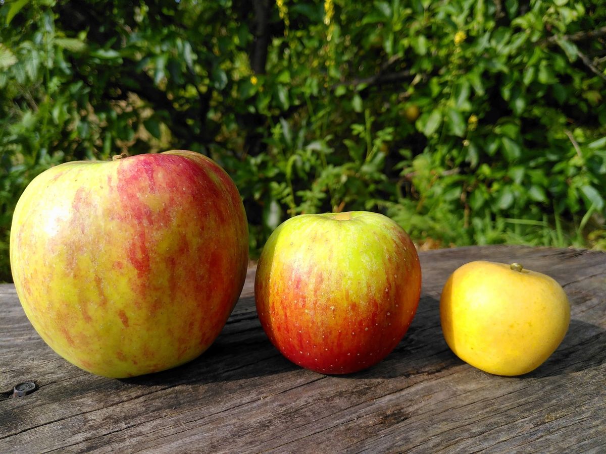 Apple Day; Bowling Community Orchard