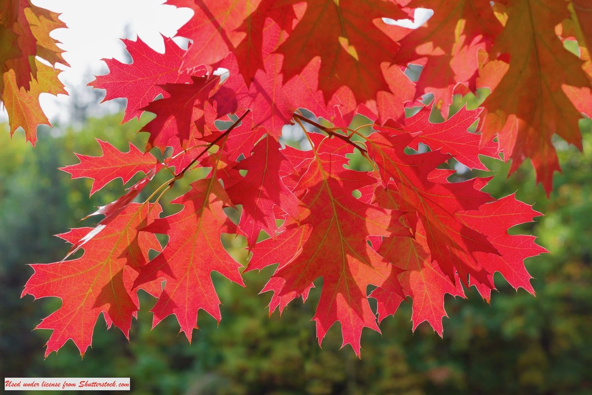 Spectacular Fall Color: Plants That Stand Out