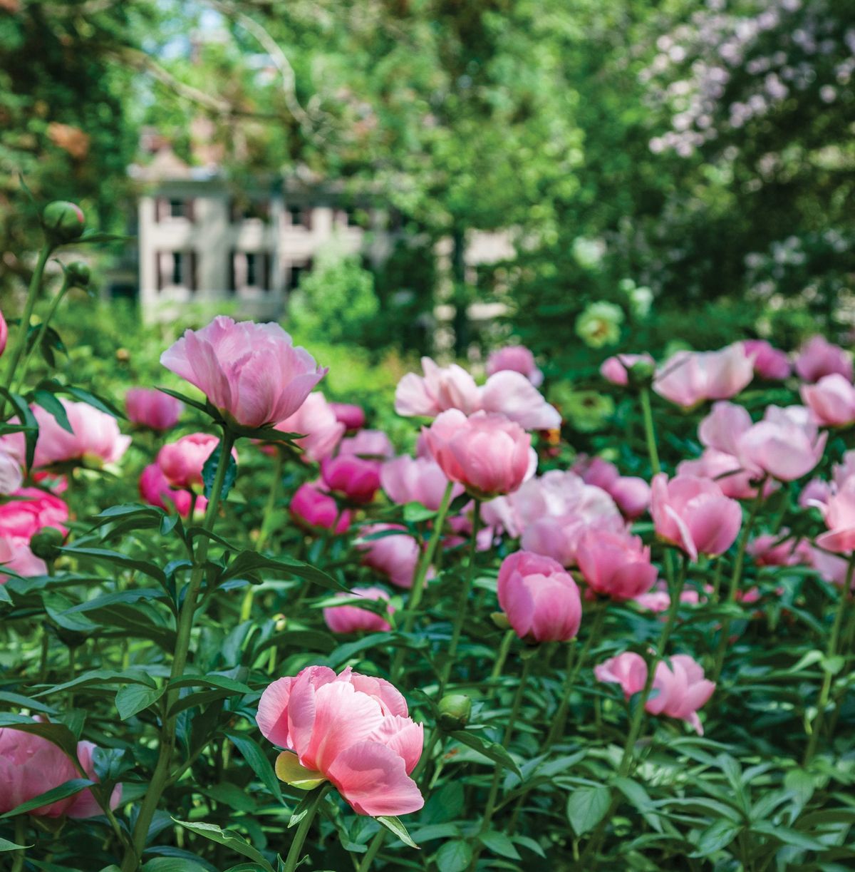 Garden to Vase: Opulent Peonies