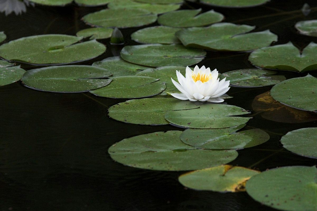 2024 South Carolina Aquatic Plant Management Society Conference