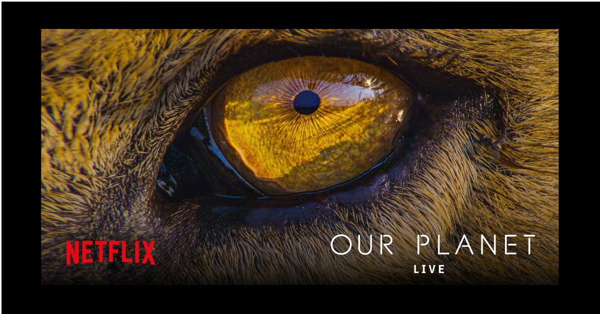 Netflix\u2019s Our Planet Live With Dan Tapster