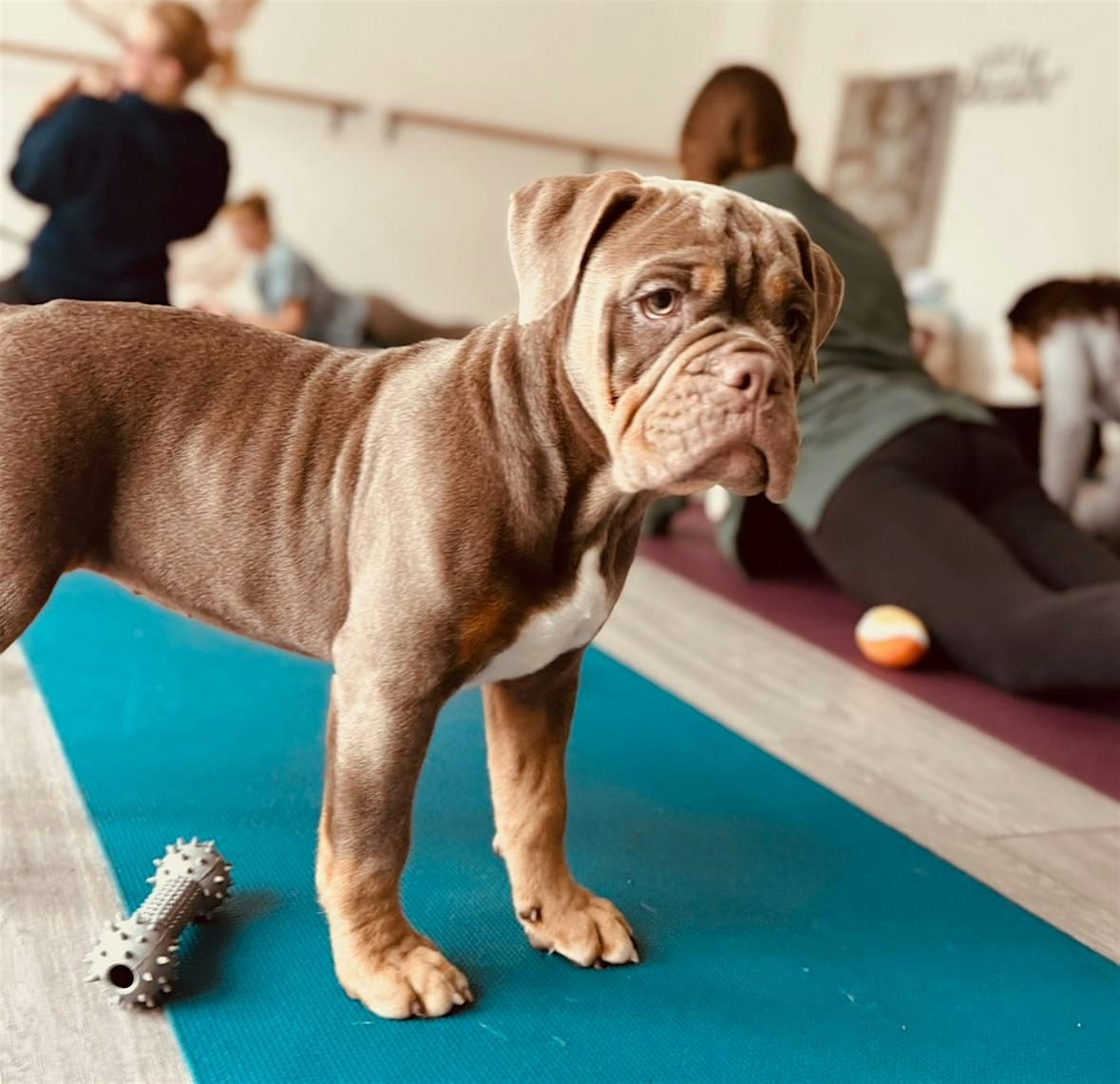 BarePaws Puppy Yoga (Old Fashioned English Bulldog Pups)