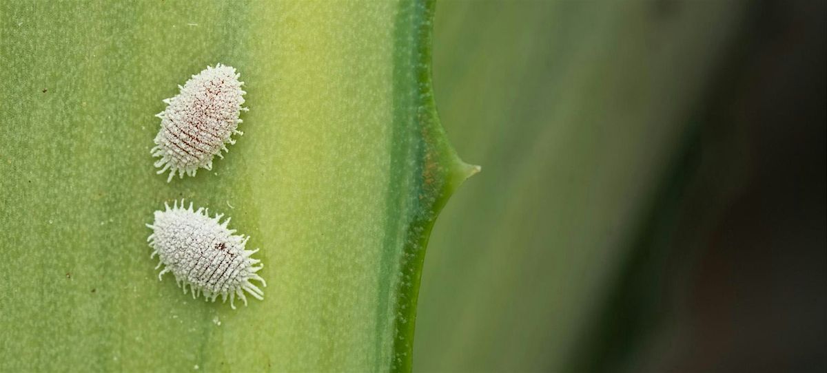 Sundays with Sara: Dealing with Houseplant Pests