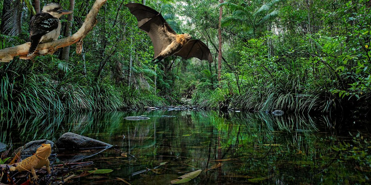 NaturallyGC Kids - Creatures of the Creek (Wildlife Show)