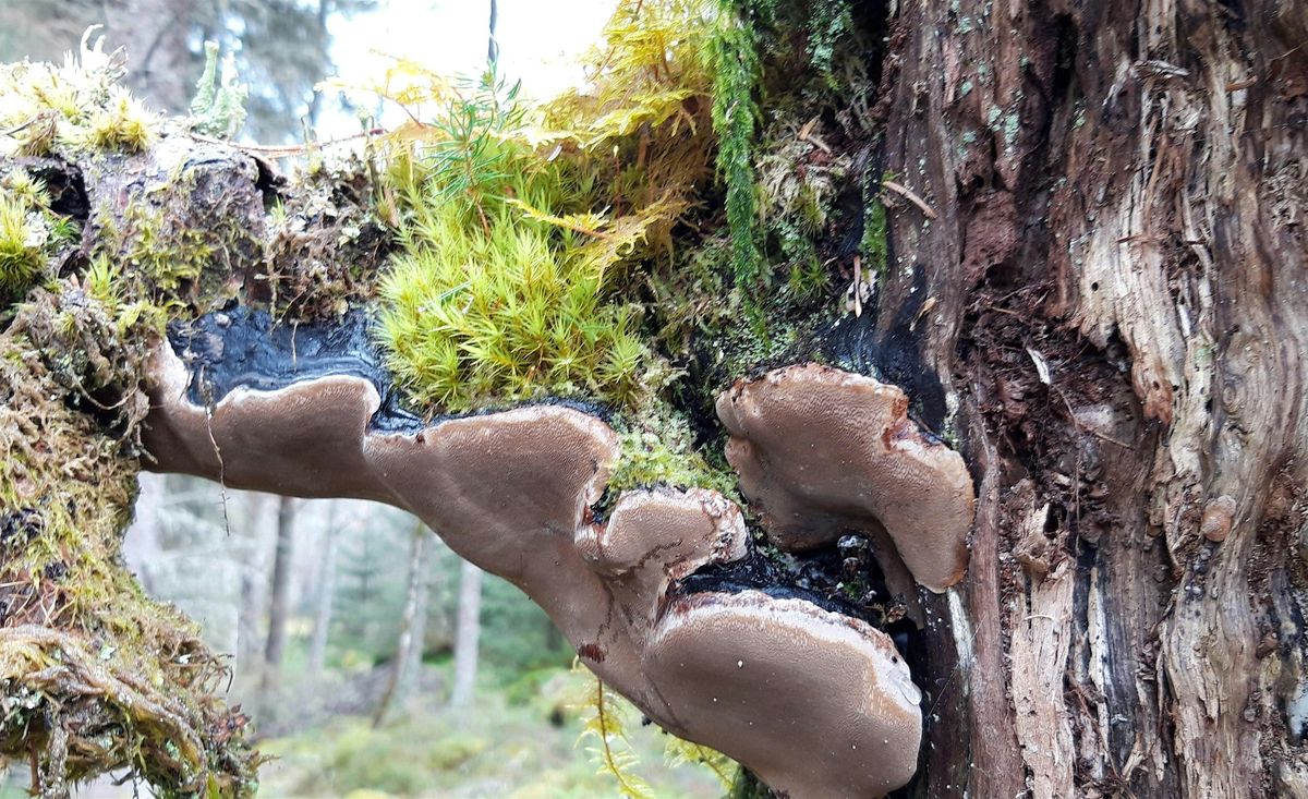 Joint Outdoor & Woodland Learning (OWL) Workshop and Network Event