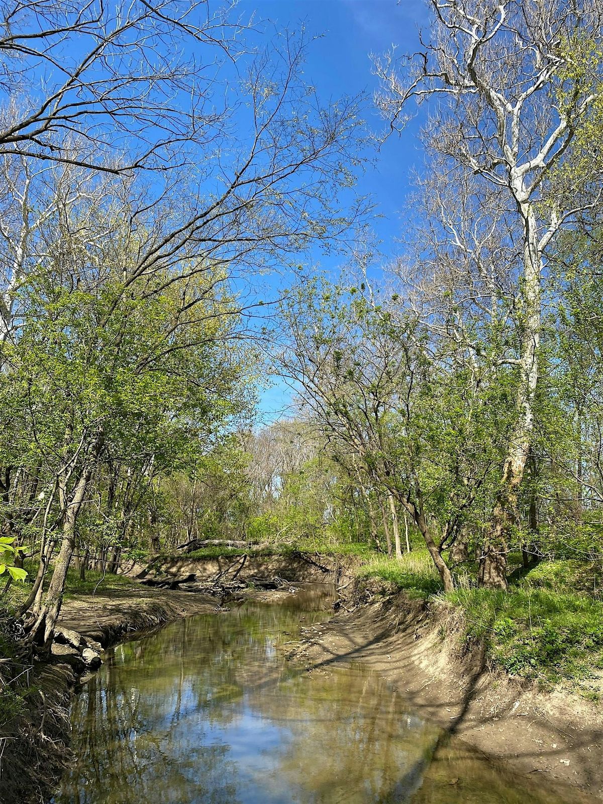 Creek Cleanup at Oliver's Woods