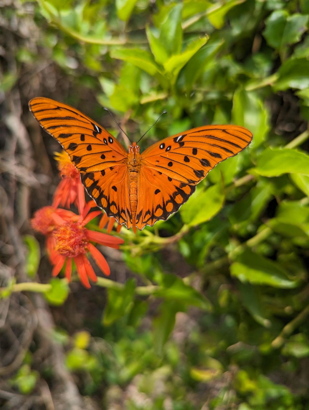 Florida-Friendly Landscaping\u2122 for Wildlife and Pollinators