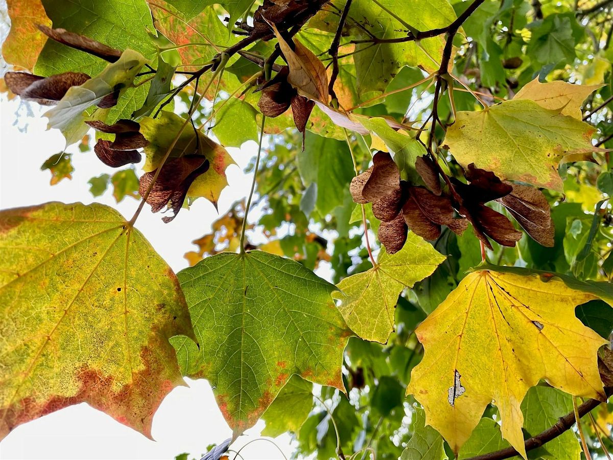 Halloween Leaf Craft at Sherborn Crescent Open Space \/ Verity Park