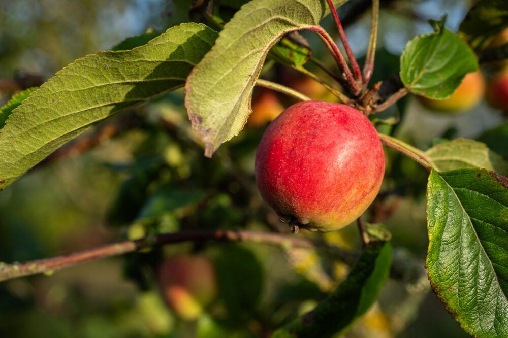 Apple Day at the Garden