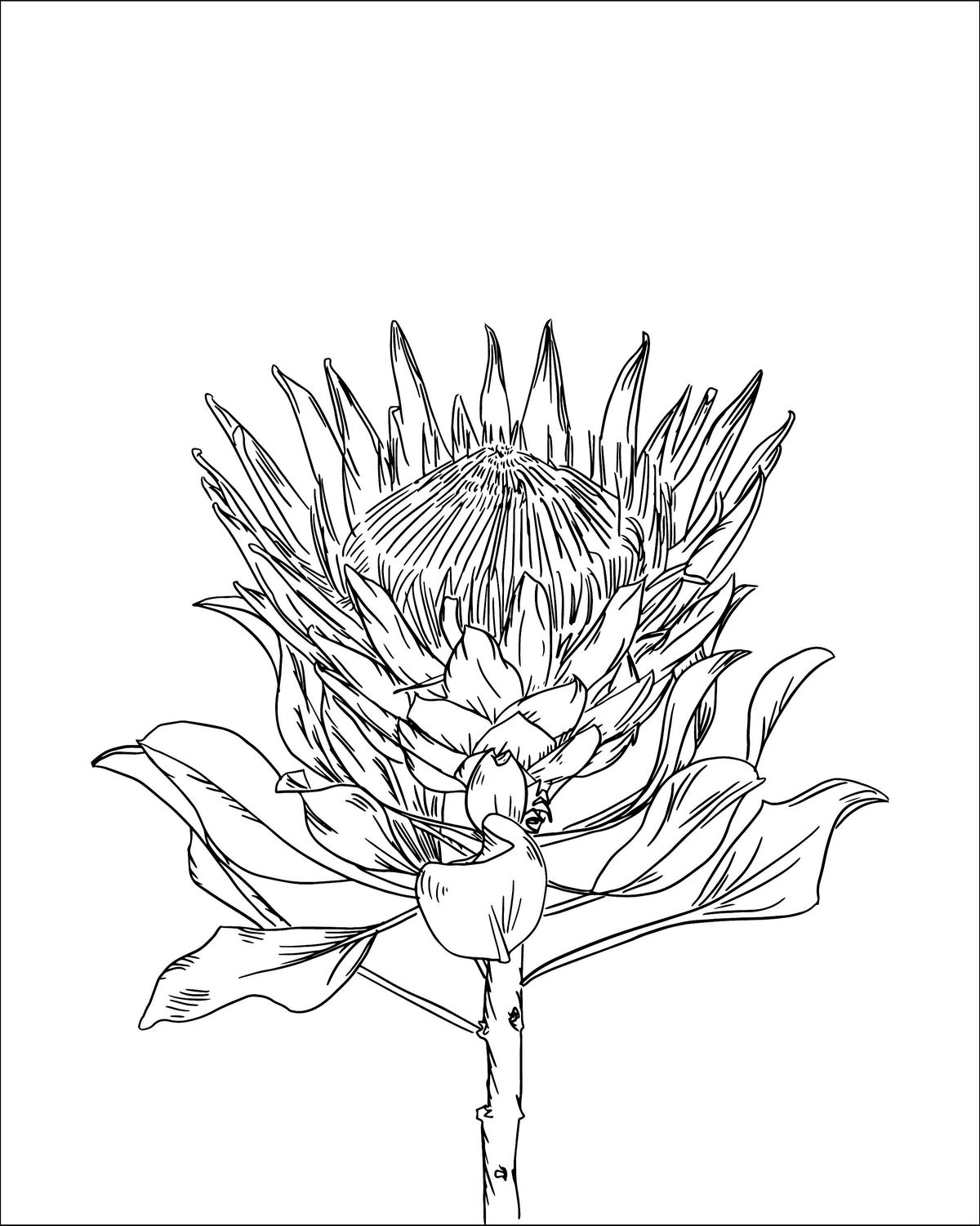 Floral Line Drawing with Carly Allred