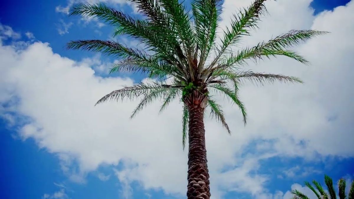 Lipscomb Bisons Women's Basketball vs. Jacksonville Dolphins