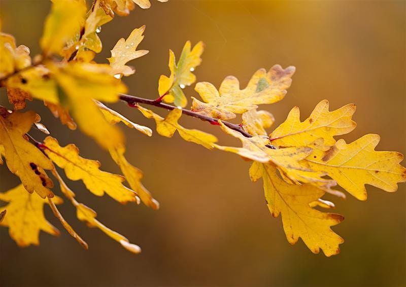 Weetslade autumn trail