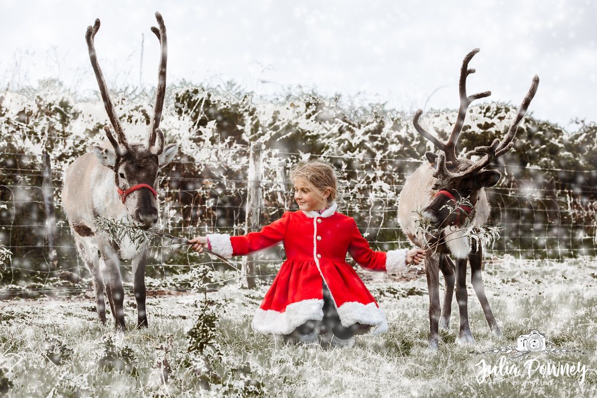 Meet the Reindeers at the beach