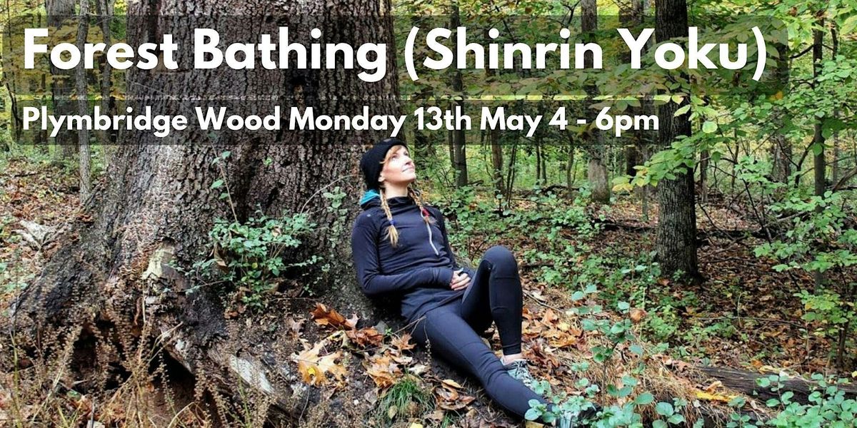Forest Bathing at Plymbridge Woods