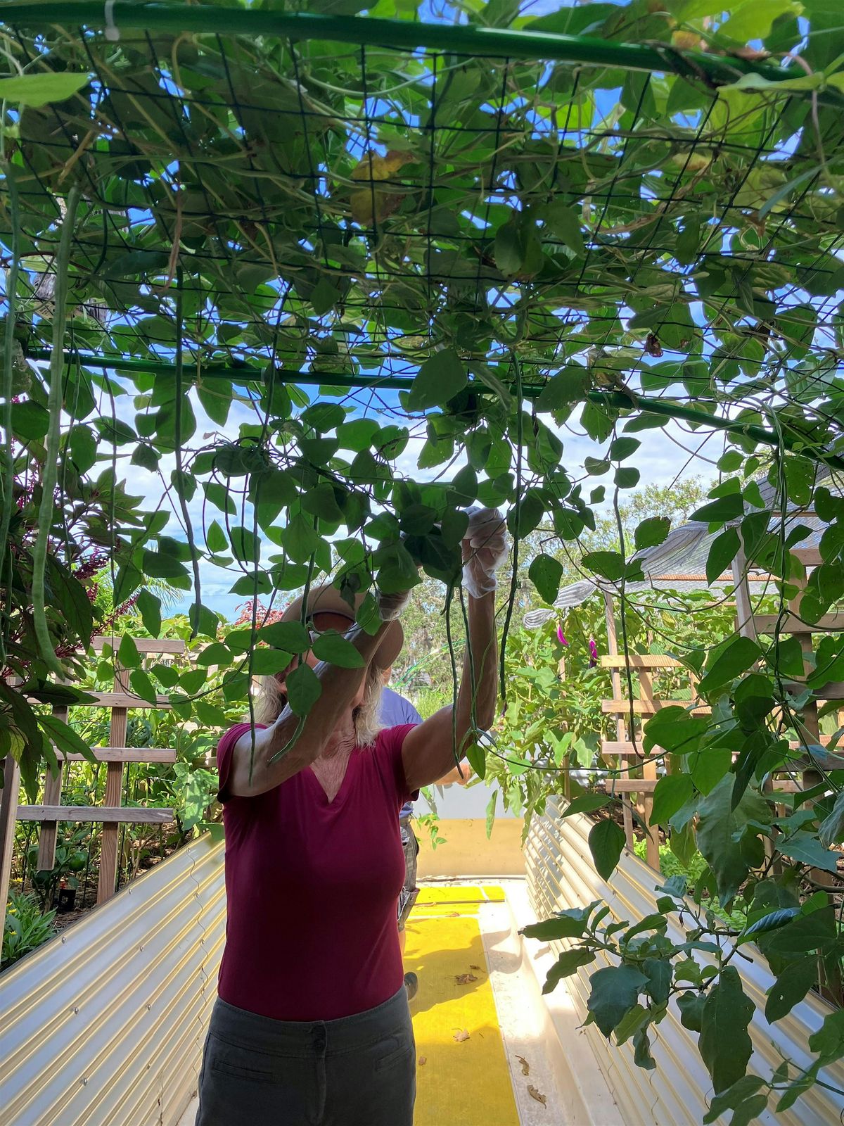 Eat Local Week-Rooftop Garden Tour and Planting Clinic at Selby Gardens