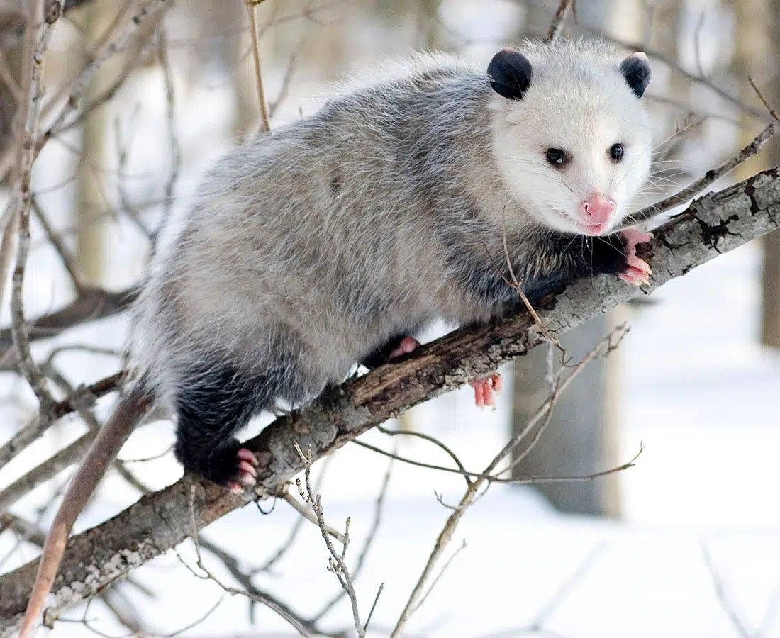 Chimney Rock Wildlife Programs 