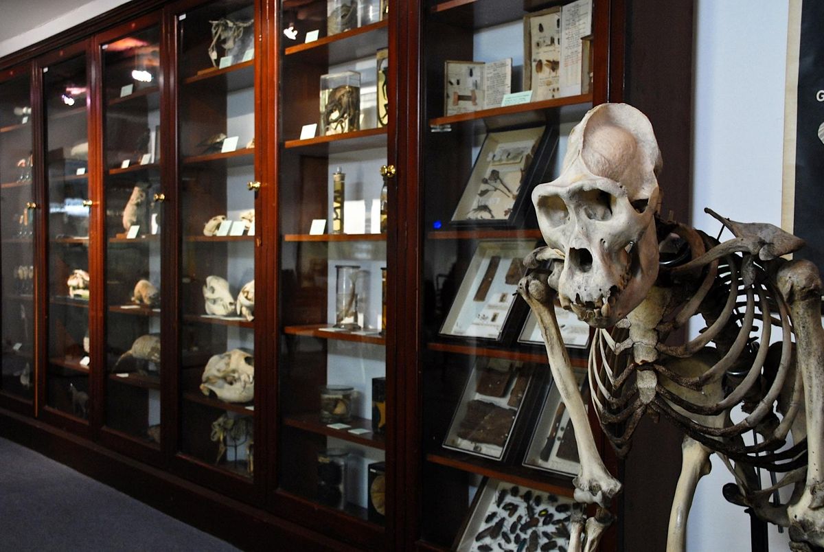 D'Arcy Thompson Zoology Museum Saturday Openings