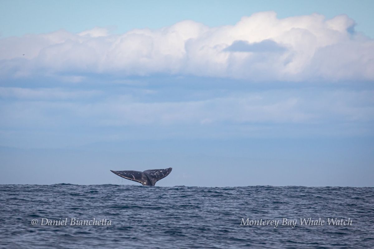 Gray Whale Information Station