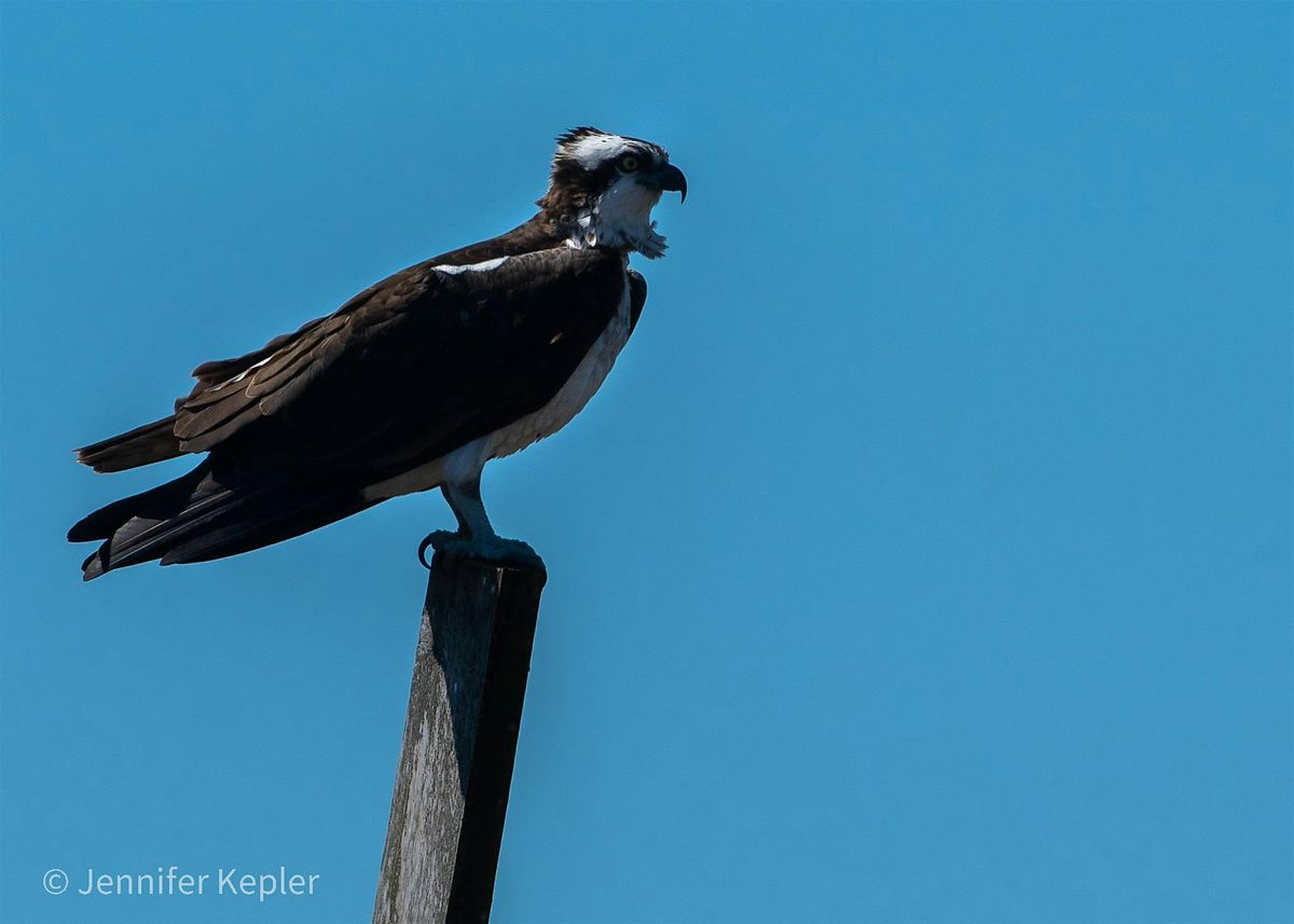 Birding at Jamaica Bay Wildlife Refuge with Feminist Bird Club