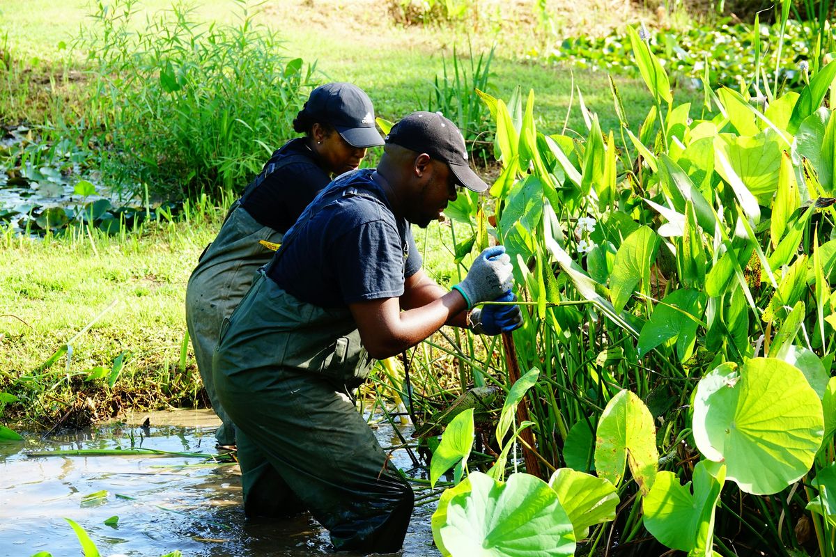 August 24 Volunteer Event at Kenilworth Aquatic Gardens