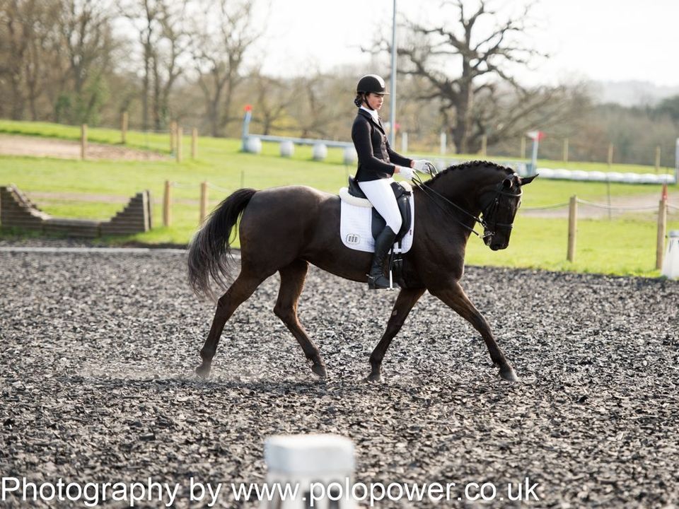 Pachesham Dressage