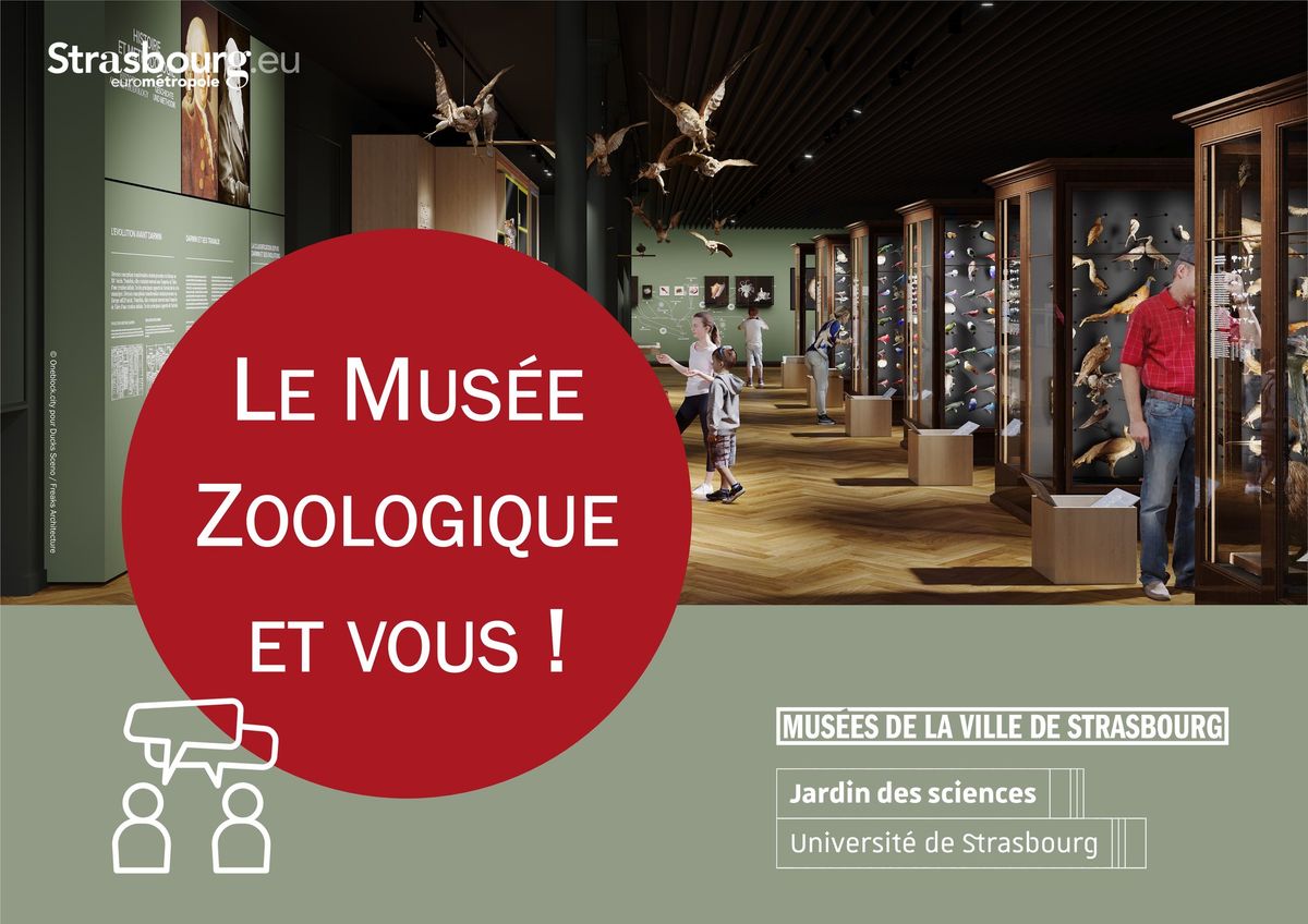 Le Mus\u00e9e Zoologique et vous ! Restitution de la phase 3