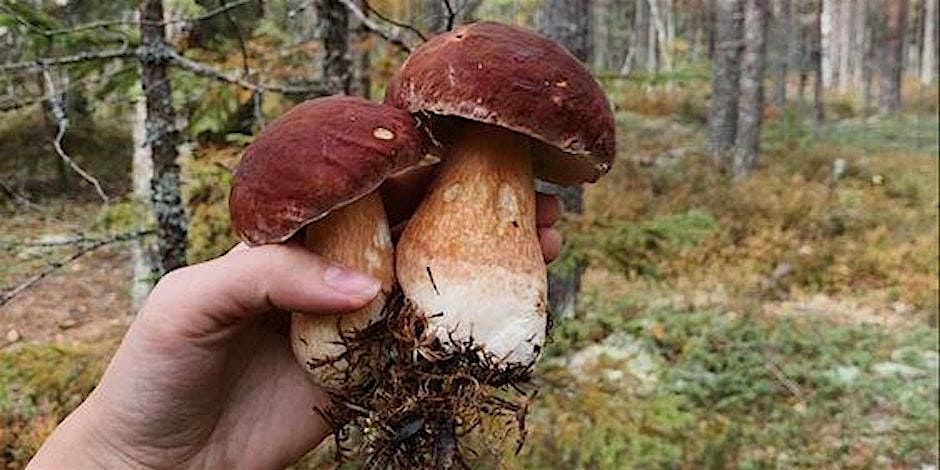 Foraging Walk in the Berkshires