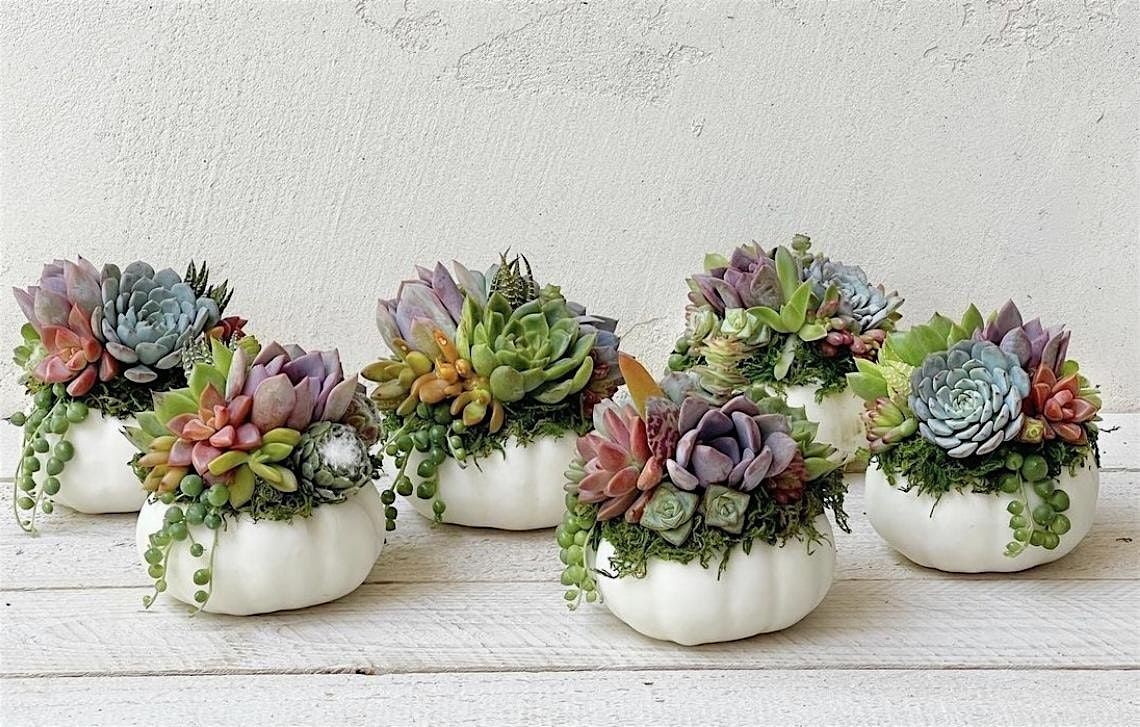 Punkulent Succulent Arrangement