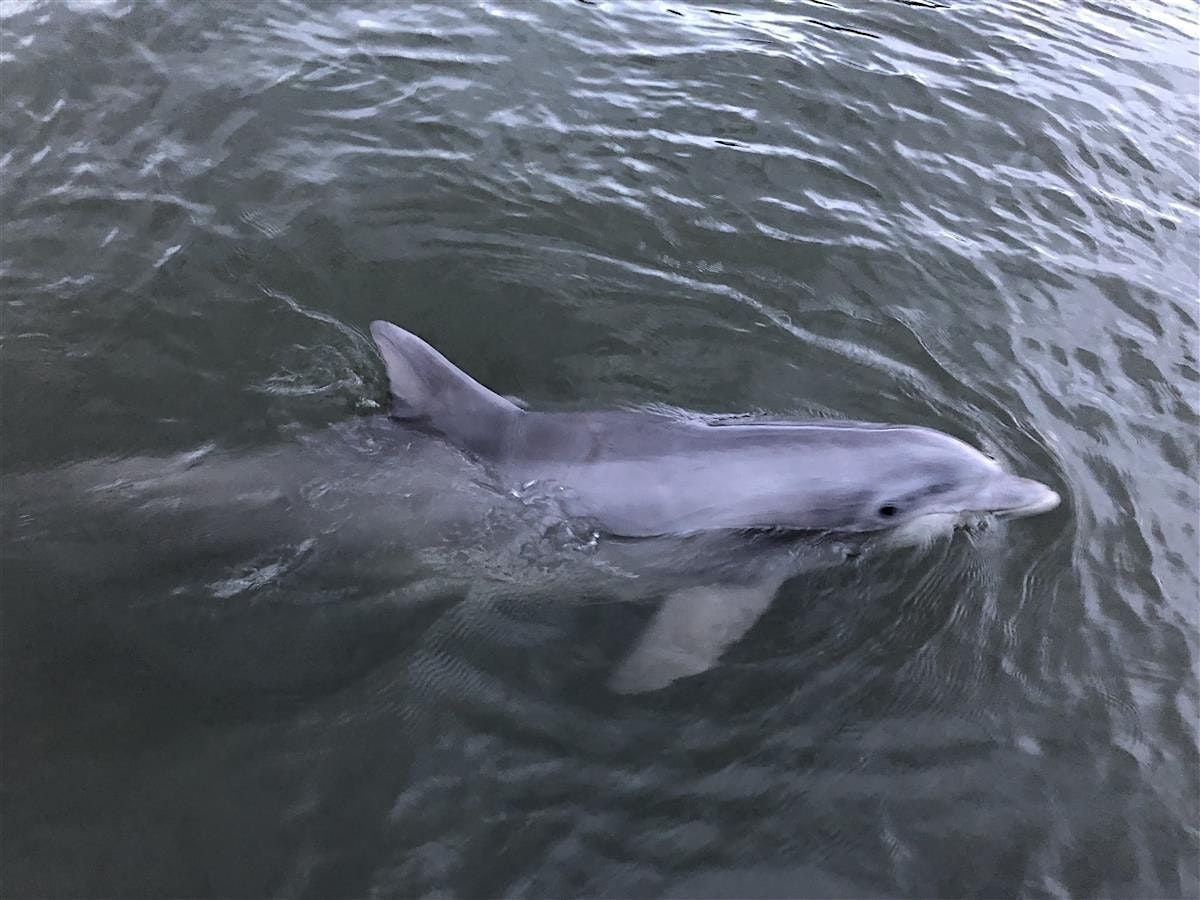 Savannah Dolphin Eco Tour