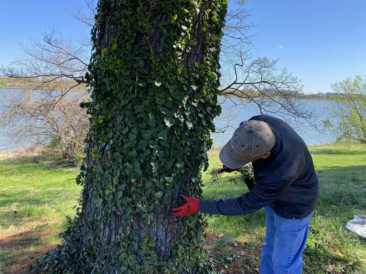 Vegetation Trimming and English Ivy Removal North of Memorial Bridge