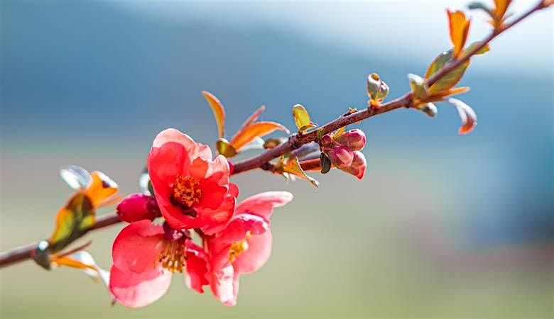 Advanced Herbal Medicine  and Plant Therapeutics