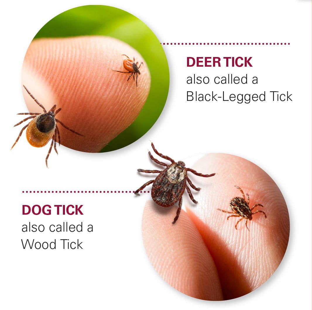 Deer Tick