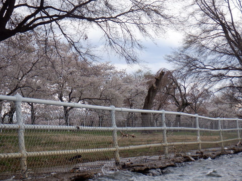 Cherry Blossom Paddle