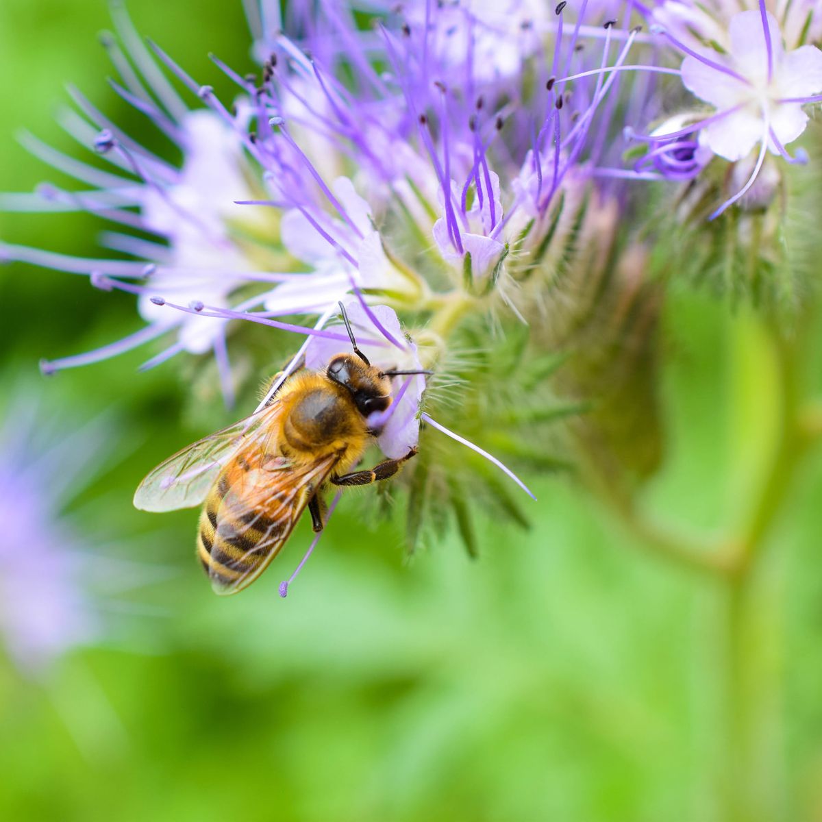 Fall Gardening for Pollinators