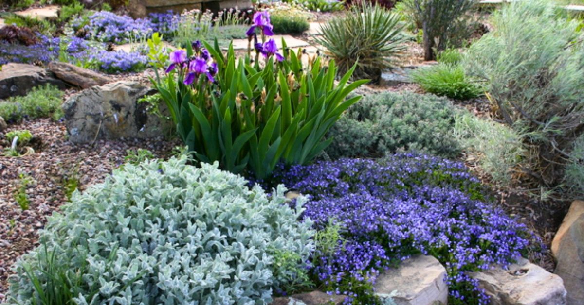  Xeriscape Your Garden with Plant Select