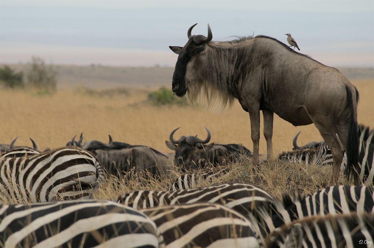 [Children's Workshop] Safari Bingo by Great Plains Conservation