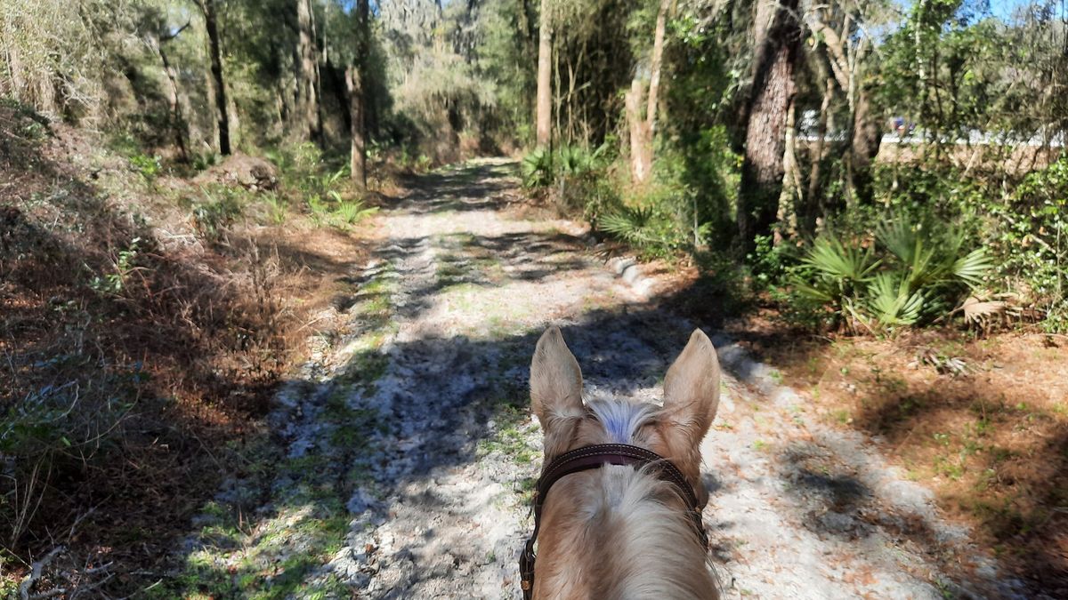 Equine Holiday in Withlacoochee State Forest Florida