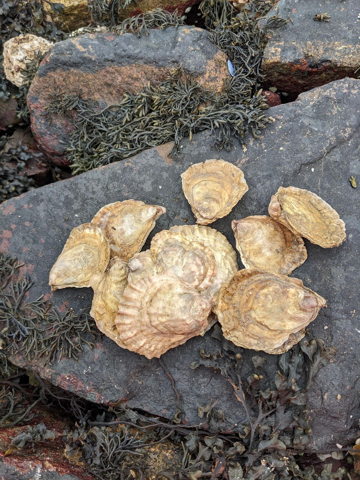 Restoration Forth Native Oyster Biosecurity