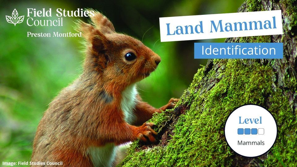 Land Mammal Identification