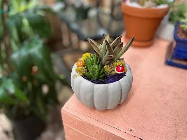 Fall Succulent Garden