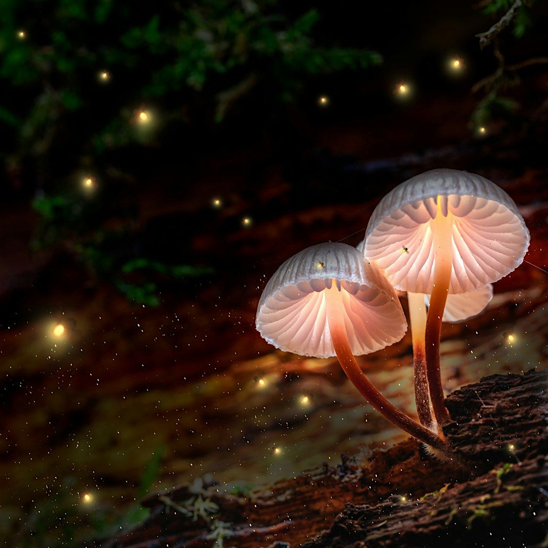 November 2025: Walk Through the Forest Alumni Retreat